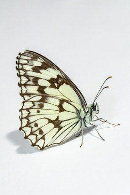 Butterfly on white background