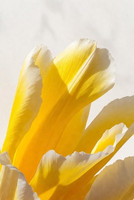 Bright yellow tulip blooms in sunlight