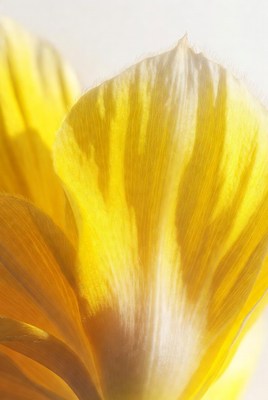 Yellow flower petals close-up detail