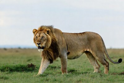 Lion walks across grassy plain