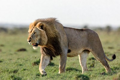 Lion walking through grassland landscape