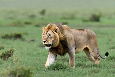 Lion moves through grassy plain