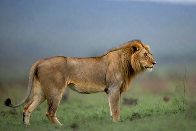 Lion walking in the savannah landscape