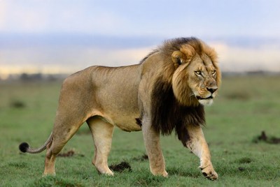 Lion walking in the grasslands at sunset