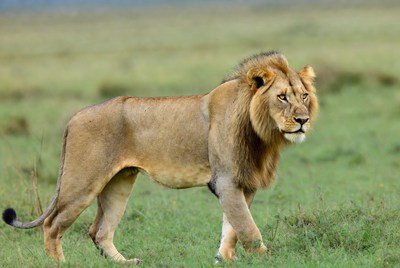 Lion walking in green grassland