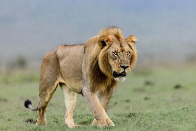 Lion walking in the savannah