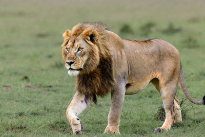 Lion walks in grassy field