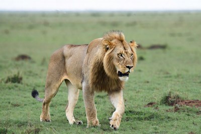 Lion walks in grassy field