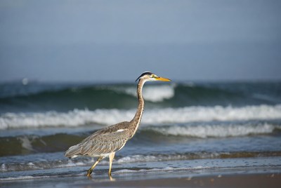 Heron walks along the shore