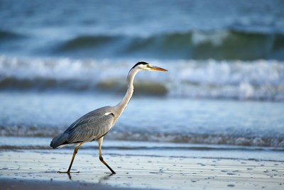 Heron walking along the shore