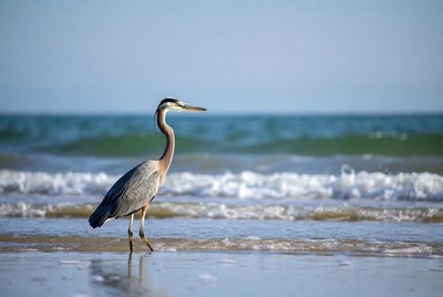 Great blue heron at the beach
