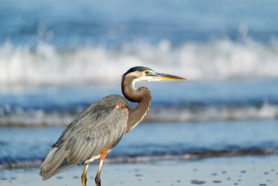 Heron standing by the shore