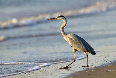 Heron walking along the shore at sunset