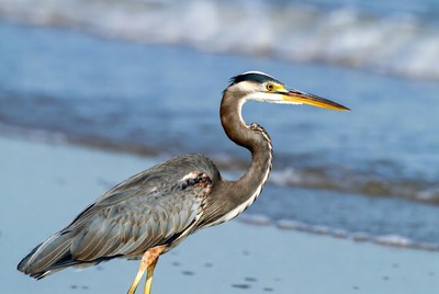 Heron standing by the shore
