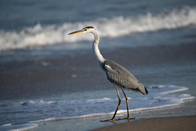 Heron walking along the shore