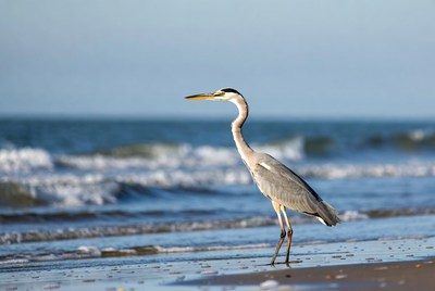 Heron standing by the ocean shore