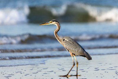 Heron walking on the beach
