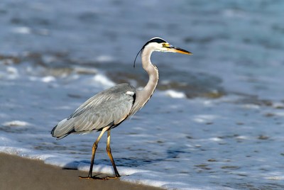 Heron walking along the shore