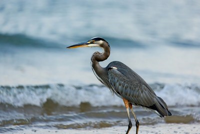 Heron stands by the water