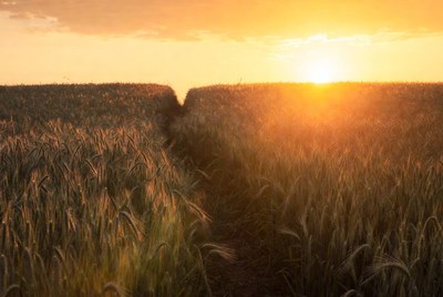 Golden sunset over wheat field