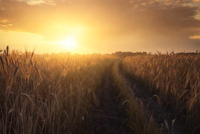 Sunset over golden wheat field
