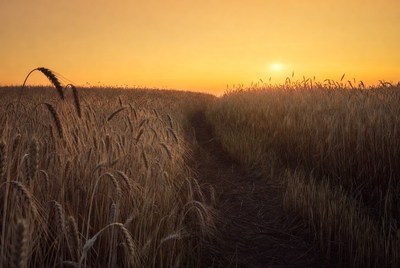 Sunset over wheat field path