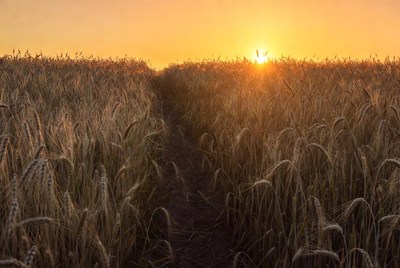 Sunset over wheat field