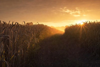 Sunrise over golden fields in autumn