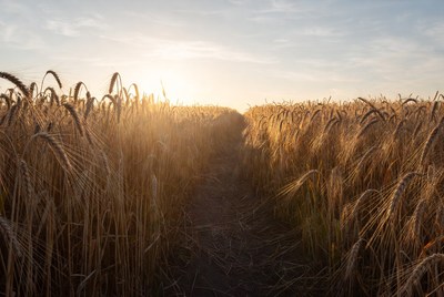 Golden wheat field at sunset