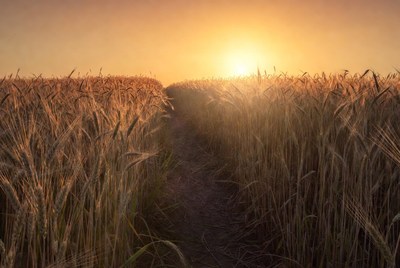 Wheat field at sunset near path