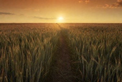 Wheat field at sunset with a path