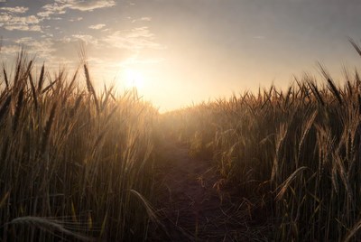 Wheat field at sunset near horizon