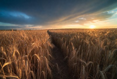 Wheat field at sunset in open land