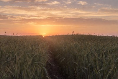 Sunset over wheat field pathway