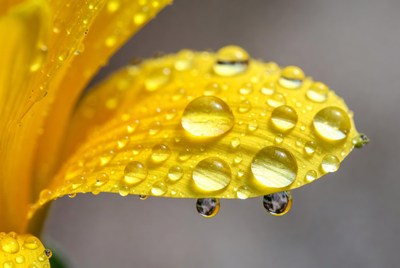 Close-up of yellow flower petal with drops