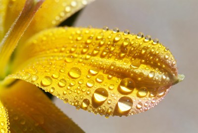 Water droplets on yellow flower petal