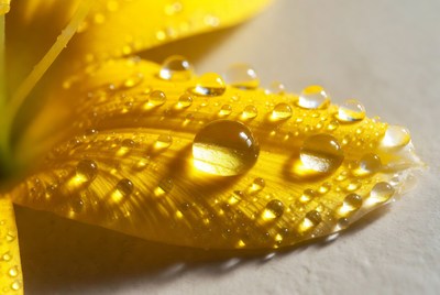 Yellow flower with water droplets