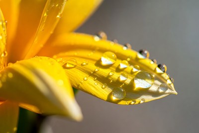 Yellow flower with water droplets
