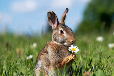 Rabbit holding flower in field