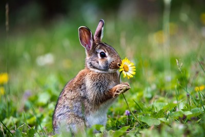 Rabbit holding flower in grass