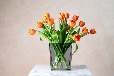 Orange tulips in clear vase display