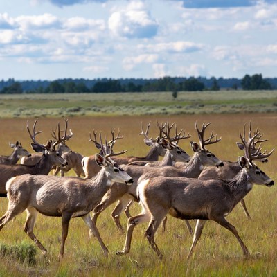 Snowy mountain deer run in the field