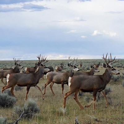 Deer moving in a grassy field