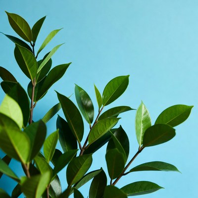 Green leaves against light blue background