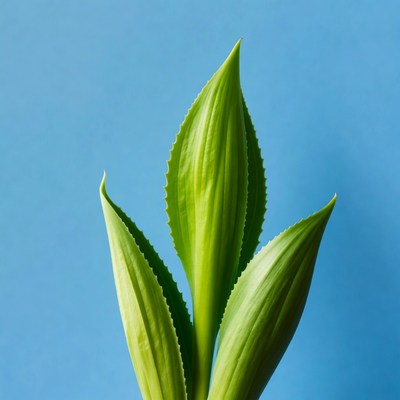 Green leaves against blue background