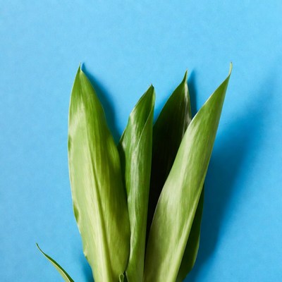 Green leaves on blue background