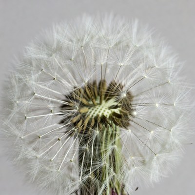 Dandelion seeds ready to disperse in spring