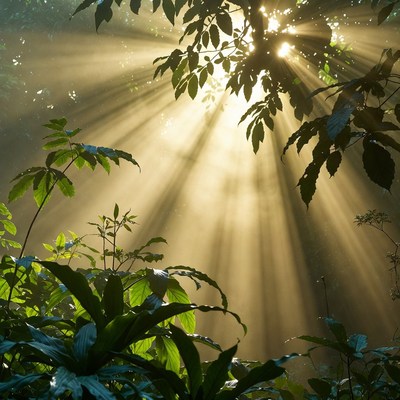 Sunlight shining through forest trees