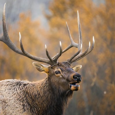 Elk standing in autumn landscape