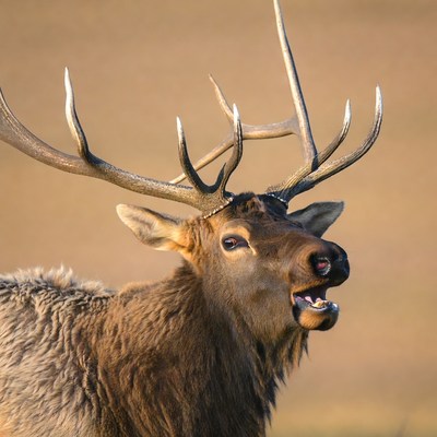 Elk in natural setting with antlers